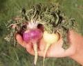Planta Maca: Viagra naturala